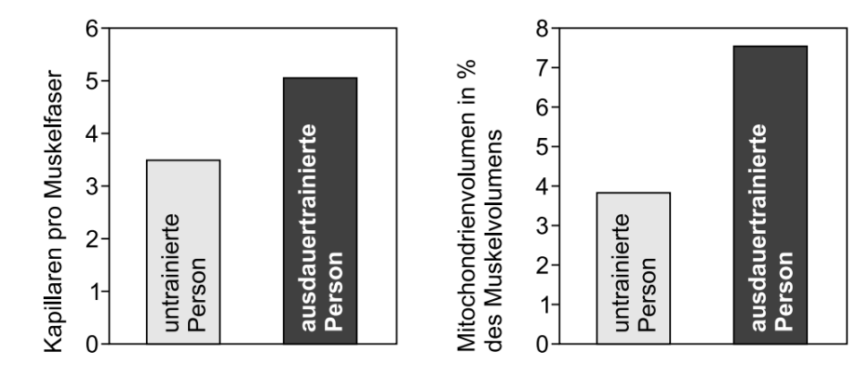 Balkendiagramm mit Vergleich von untrainierter und ausdauertrainierter Person.